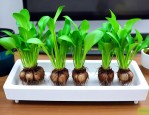 水培植物怎么清洗根部