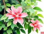 构树的花是什么样子的