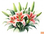 百合花分几种品种