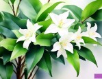 绿萝花是起什么作用的