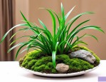 2025年养兰花用苔藓好吗