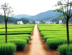 浏阳市柏加镇苗木基地