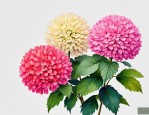 2025年绒球花是什么颜色