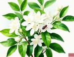茉莉花主要有什么虫害