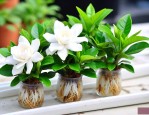 水培植物栀子花怎么养