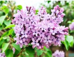 丁香花的越冬方法剧情