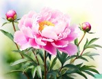 芍药花是木本还是草本