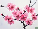 家养干枝梅的养殖方法