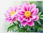 芍药不开花是什么原因