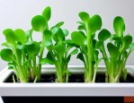 水培植物水变绿怎么办