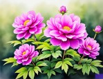 2025年紫芍药花语是什么