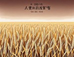2025年小麦十大品牌种子