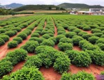 2025年云南苗木批发基地