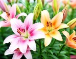 百合花种子是什么样的