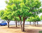 2025年香樟树价格是多少