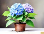 刚买的绣球花苗怎么养
