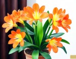 君子兰六月开花正常吗