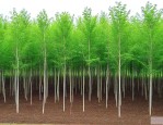 四川成森苗木有限公司