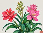 2025年花中君子有哪些花