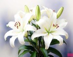 白百合和白玫瑰的花语