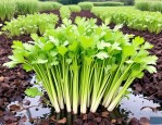2025年水芹是水生植物吗