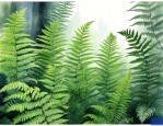 蕨类植物的特点是什么