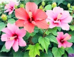 芙蓉花最漂亮三个品种