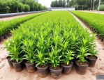 2025年北京草花苗木求购