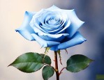 香槟蓝玫瑰花语是什么