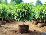5公分桂花树苗多少钱