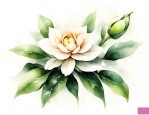 栀子花花苞掉
