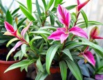 变色龙吊兰植物怎么养