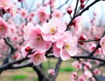 梅花盛开的样子像什么
