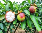 山竹树北方可以种植吗