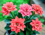 长寿花可以养在户外吗