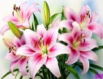 香水百合多长时间开花