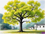 2025年十公分银杏价格表