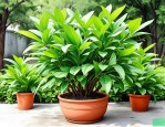 2025年北京绿色植物盆栽
