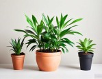 能吸甲醛的绿植盆栽有哪些