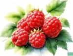 树莓怎样繁殖