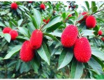 花红果树叶是巫山神茶