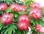 合欢花合欢树长什么样