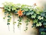 哪些植物是攀爬的植物