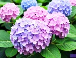 绣球花怎么醒花比较好
