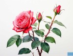 月季花压枝在什么时间