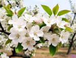 15公分梨花海棠价格