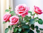 月季花可以放客厅养吗