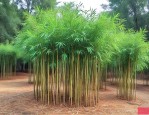 竹柏树5一7公分价格