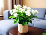 茉莉花能放在客厅养吗