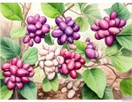 常见的20种豆科植物